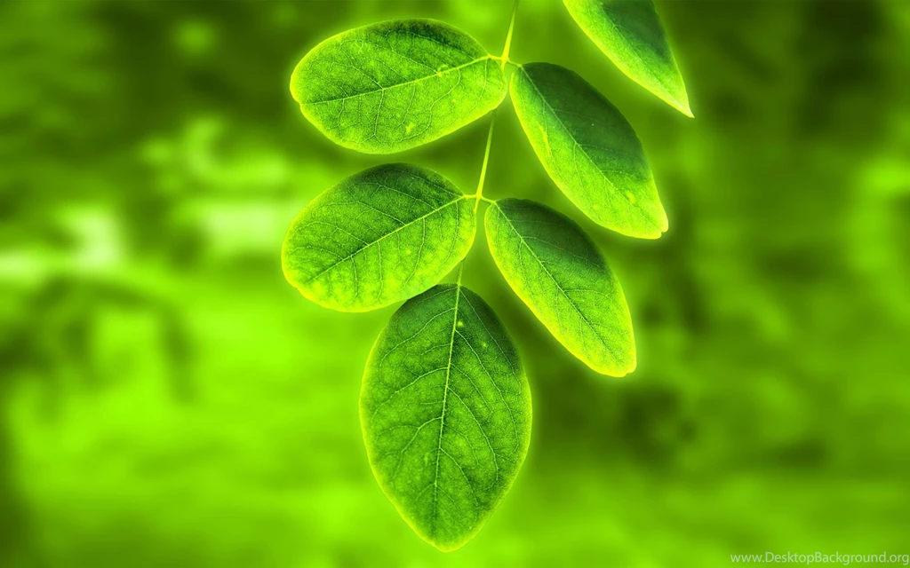 12 Best Leaf Wallpapers