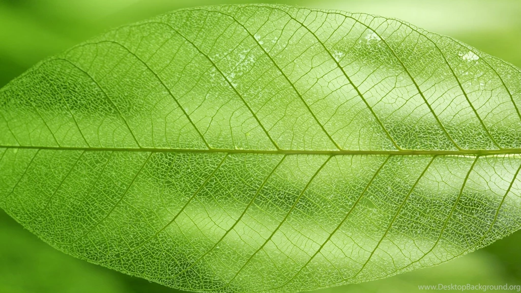 Best Photography Wallpaper: Leaf Pictures 839938 Photography