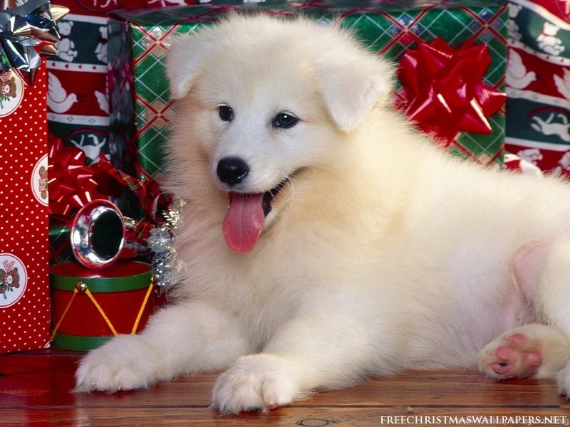 Gifts And Happy Dog Wallpapers