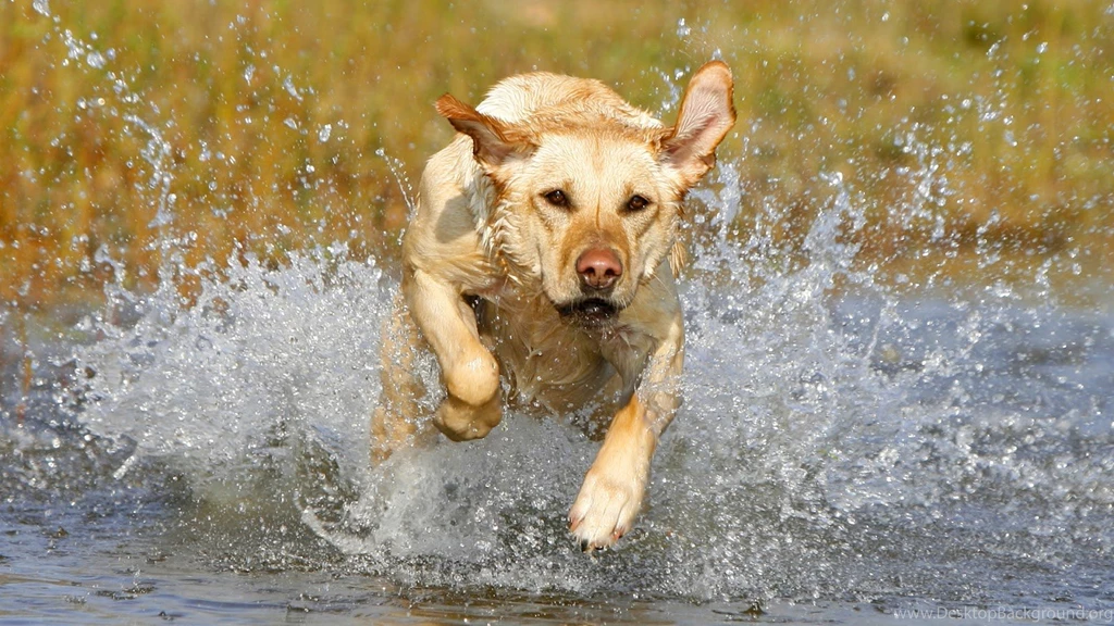 HD Dogs Wallpapers And Photos