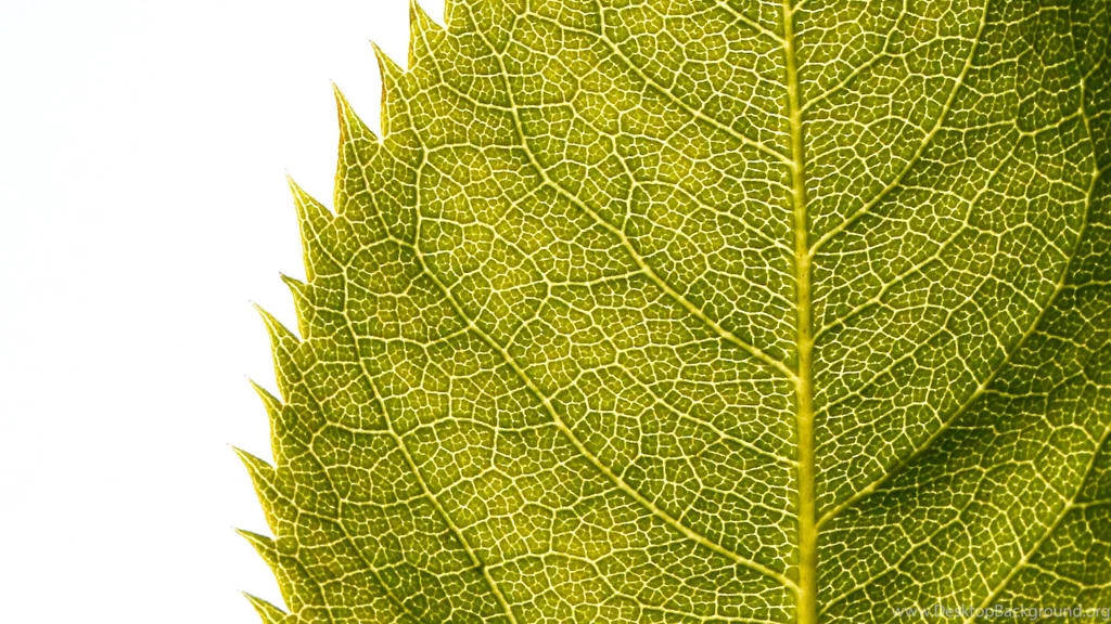 Leaf Wallpapers HD