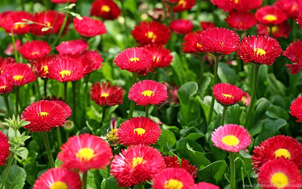 Daisy (happy Flowers) HD Wallpapers 3 - Flower Wallpapers Free ...
