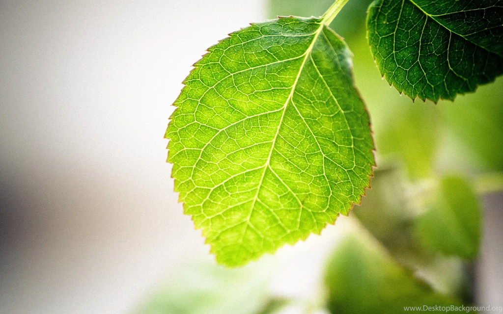Green Leaf Wallpapers