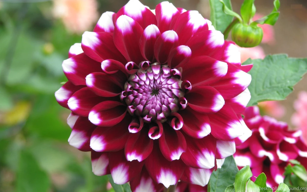 Flowers Hd Images Collection (41+)