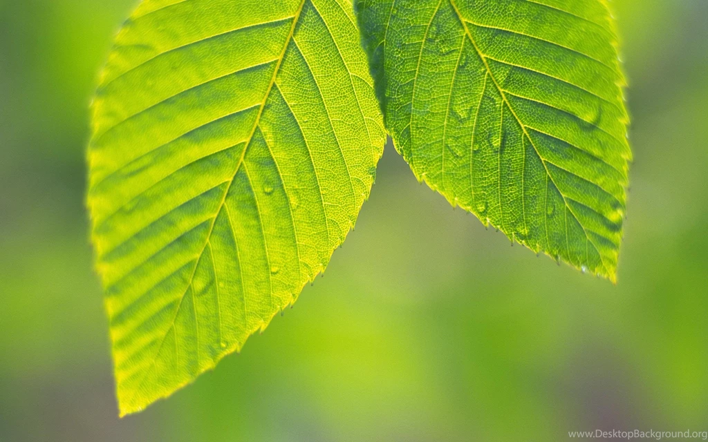 Leaf Computer Wallpapers, Desktop Backgrounds