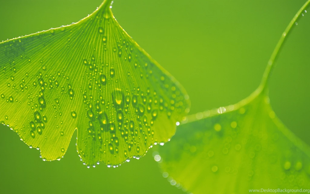 Leaf Wallpaper Backgrounds