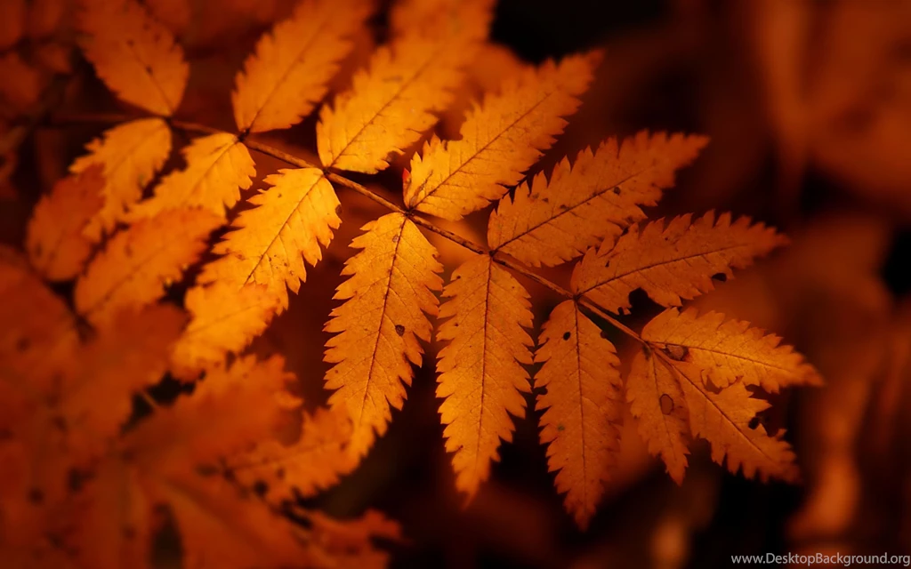 Autumn Leaf Wallpaper Backgrounds
