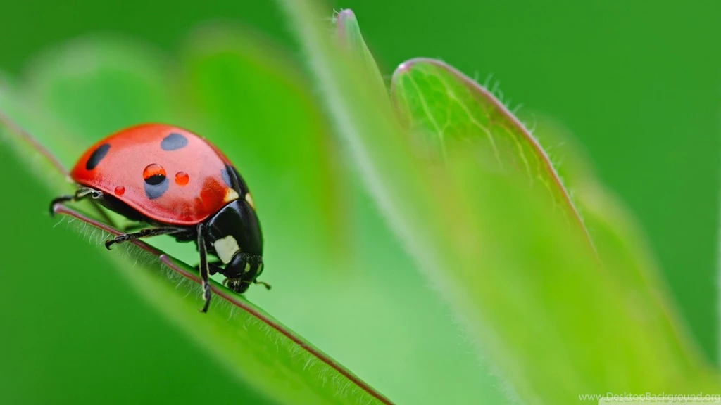 Ladybug On Leaf HD Desktop Wallpapers : High Definition ...