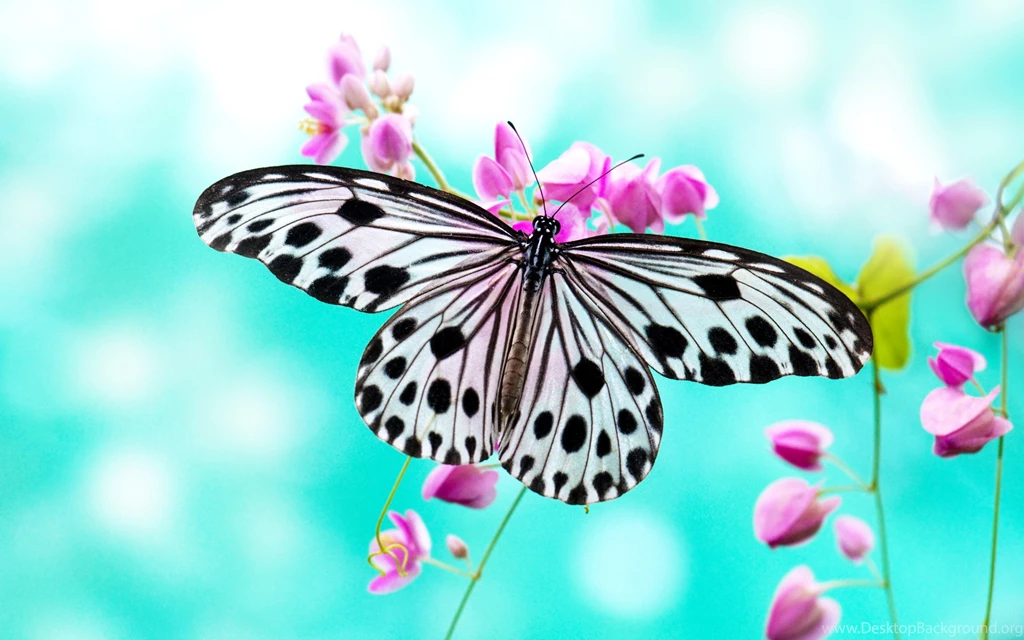 Marble Butterfly Wallpapers