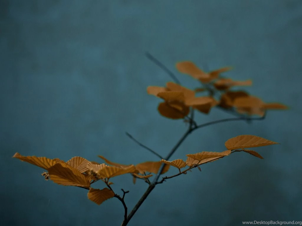 Wallpapers Zen Of The Free A Breeze 1024x768