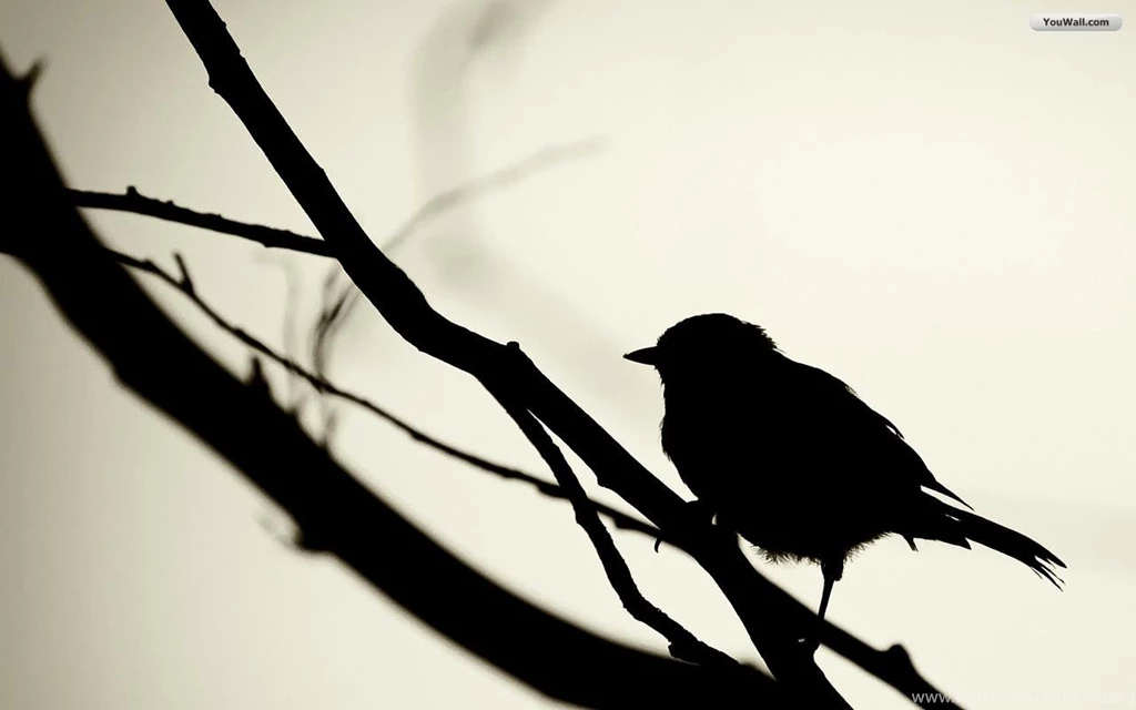 Bird Wallpapers Collection (36+)