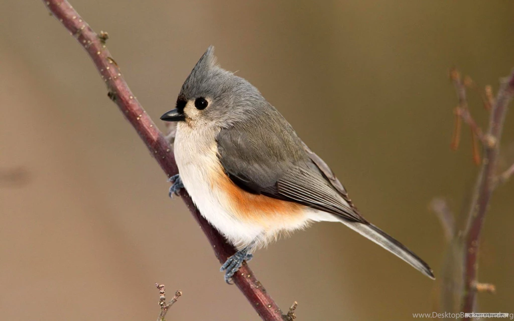 Free Wallpapers Free Animal Wallpapers Bird 3 Wallpapers ...