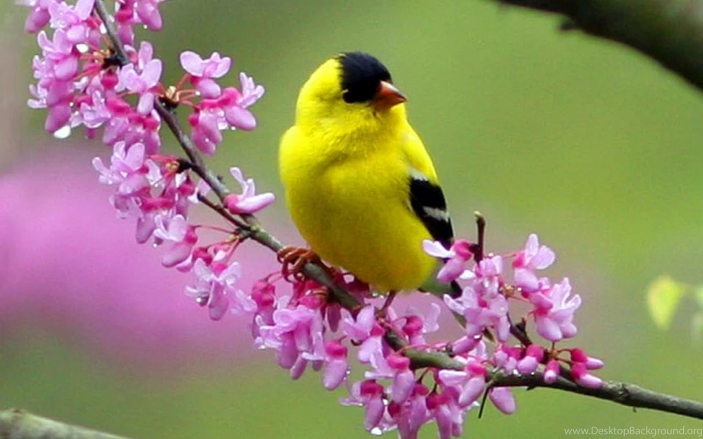 Clipart Wallpapers