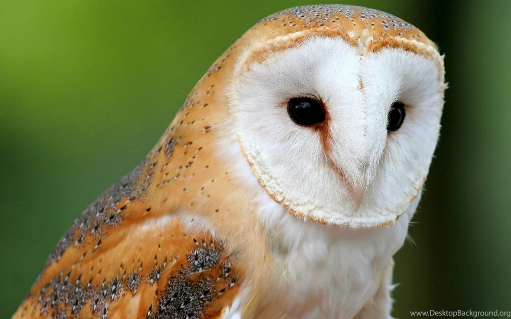 Most Beautiful Bird Desktop Wallpapers HD