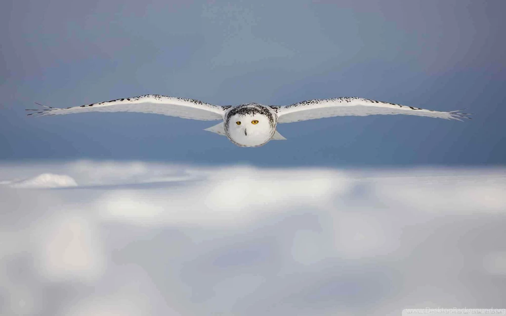 Index Of /wp content/uploads/birds/picwall