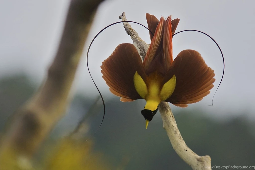 Beautiful Bird Hd Desktop Wallpapers