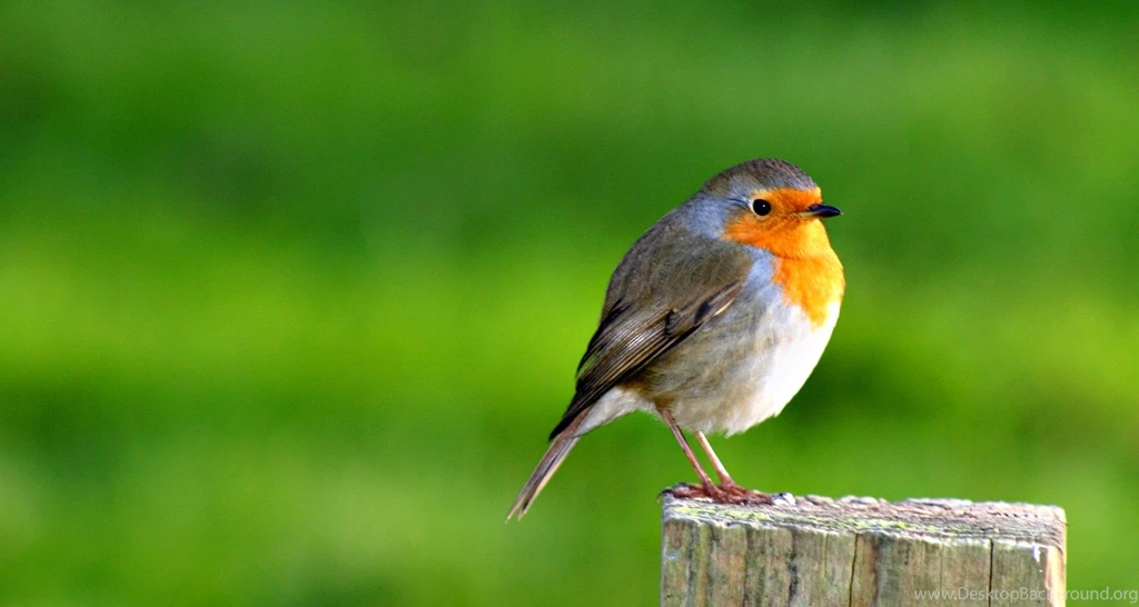 Quality Bird Desktop Wallpapers Pictures On Animal Picture Society