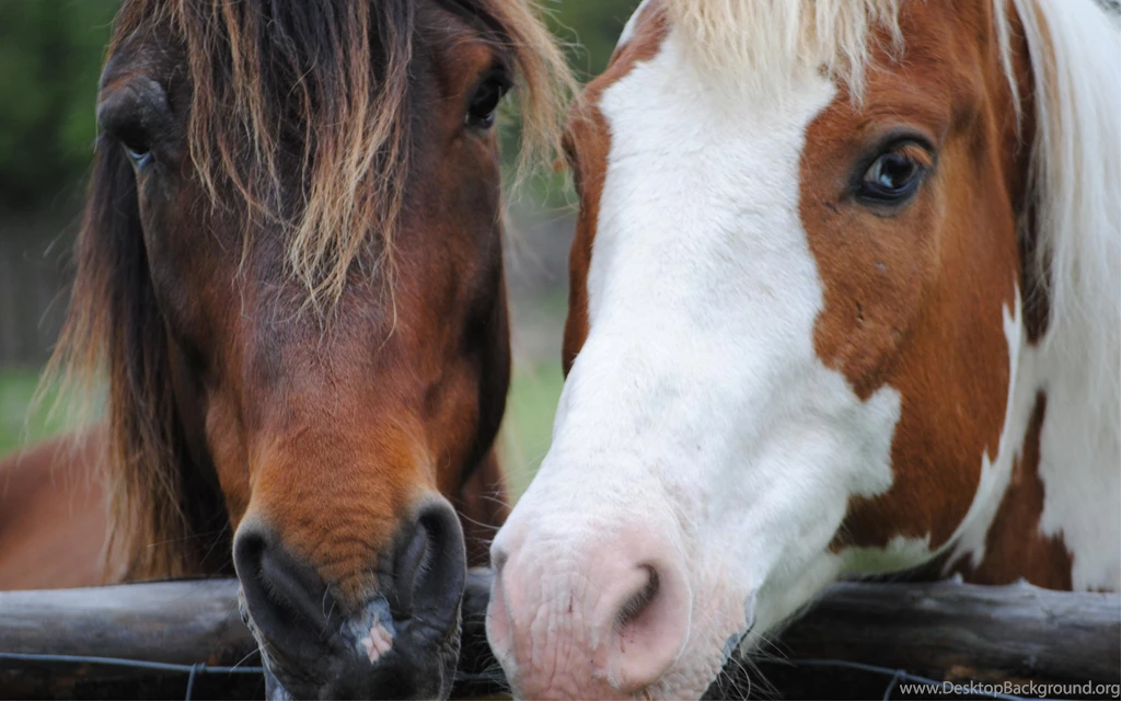 Desktop Wallpapers · Gallery · Animals · Horse Pair