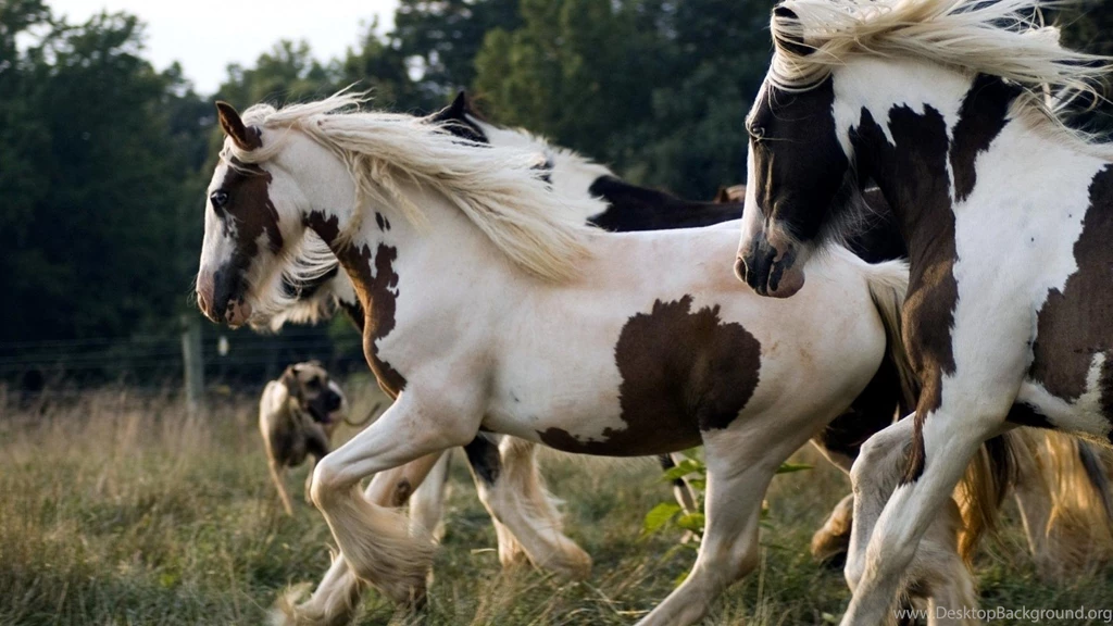 Blowing Wind Widescreen Animals Horses HD Wallpapers Wallpapers ...