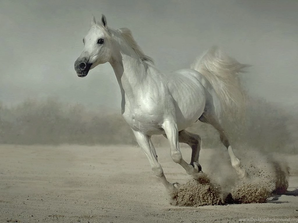 Desktop Wallpapers Horses Wallpapers Cave