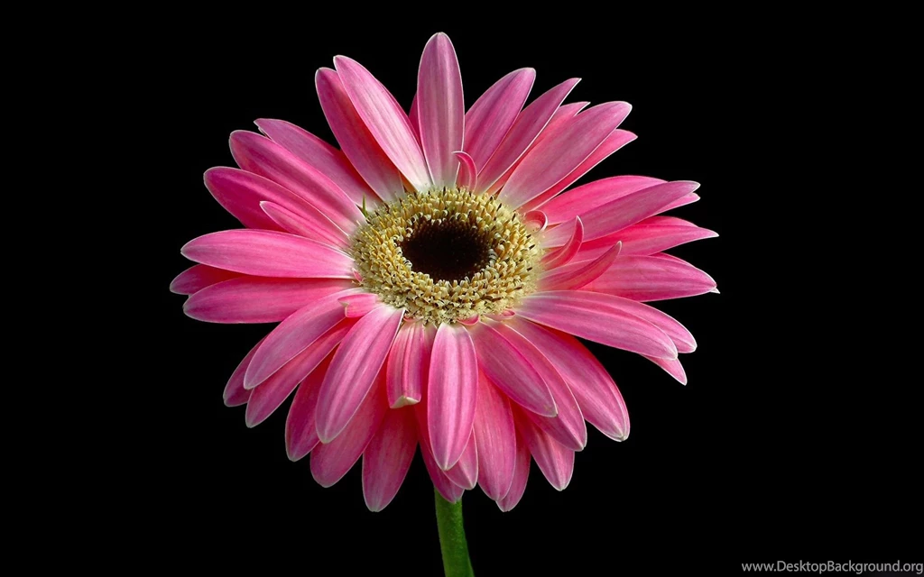 Colorful Flowers Dark Backgrounds Wallpapers