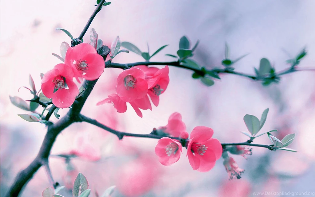 HD Blossom Wallpapers And Photos