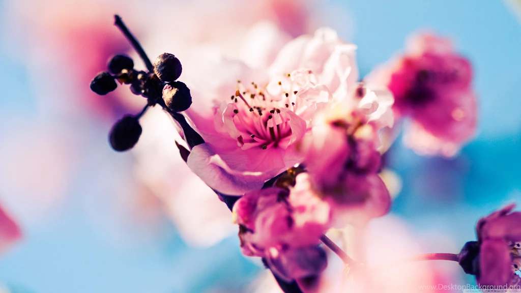 Beautiful Cherry Blossom HD Desktop Wallpapers : Widescreen : High ...