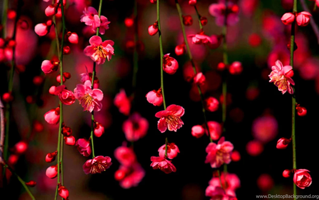 Blossom Wallpapers HD Download