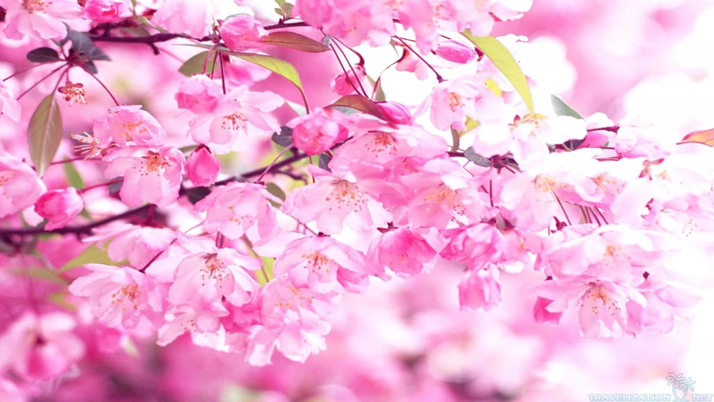 Stunning Blossom Wallpapers
