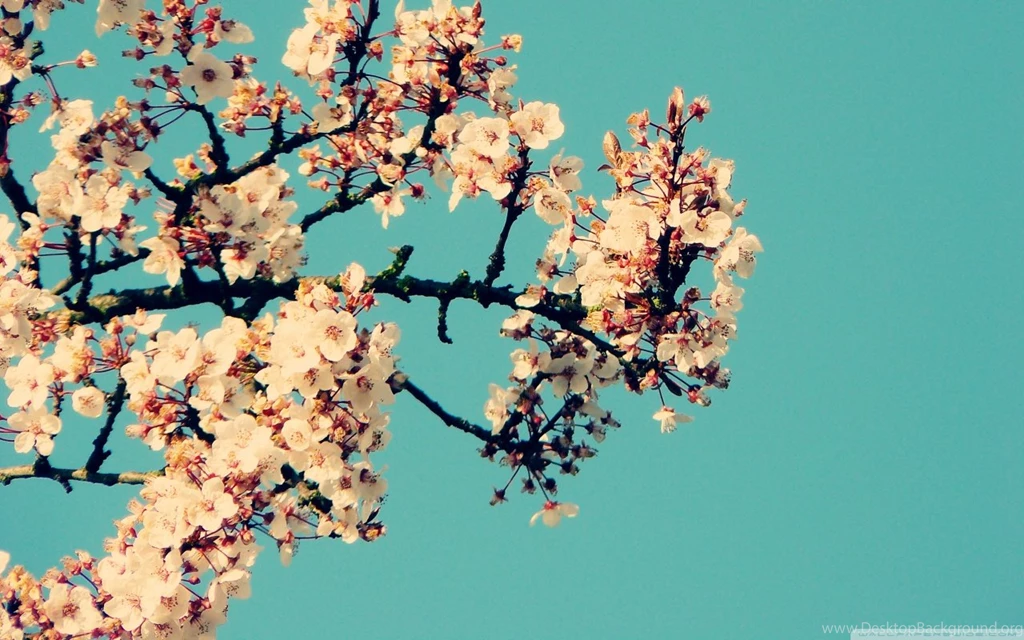 Blossom Tree Against A Blue Sky HD Desktop Wallpapers : High ...