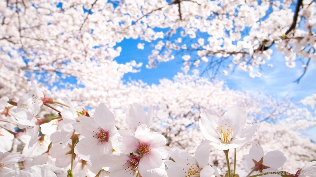 Cherry Blossom Wallpapers Android Apps And Tests AndroidPIT