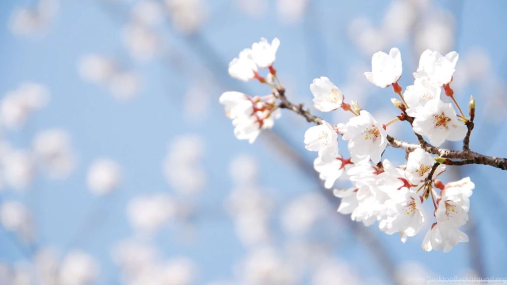 Cherry Blossom And Blue Sky HD Desktop Wallpapers : High Definition ...