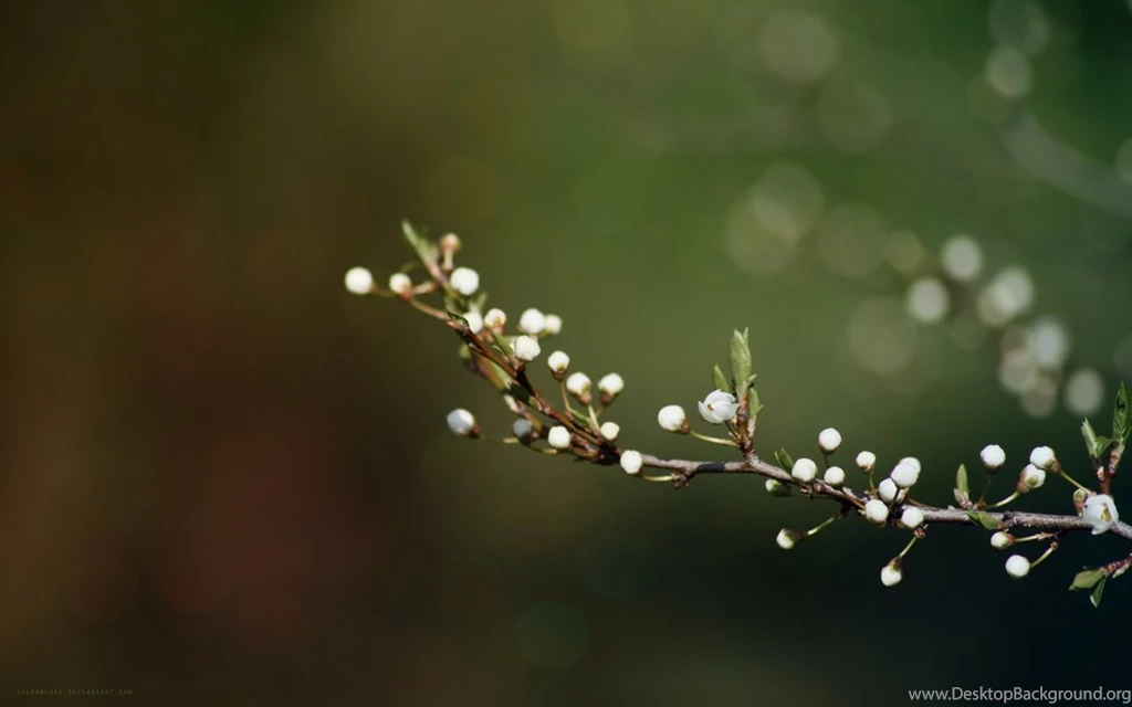 Spring Wallpapers 2199 HD Wallpapers