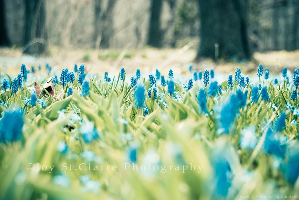 Spring Desktop Wallpapers