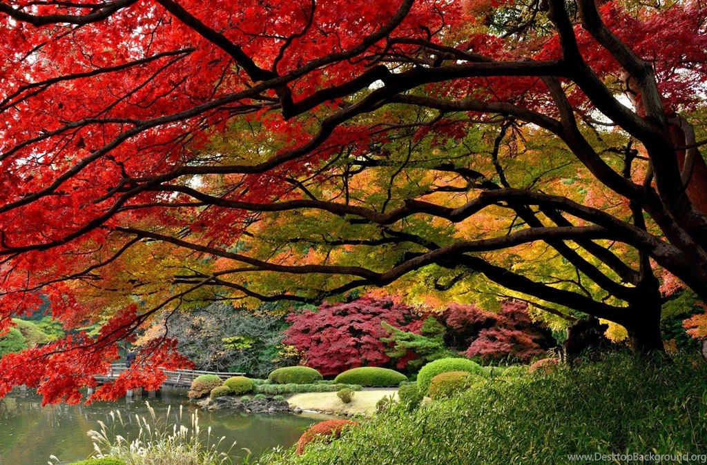 Download Beautiful Autumn Scenery Wallpapers – Free WordPress ...