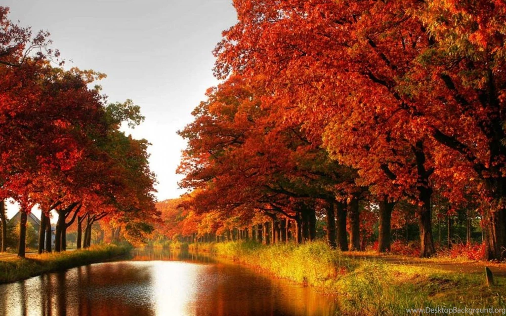 Wallpaper: Maple Trees, Autumn, Red Leaves, Canal, River ...