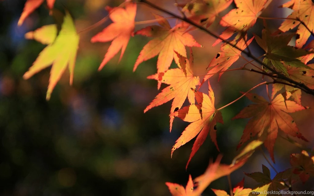 Travel Japan Beautiful Fall Scenery In Rokkosan 1280x800 NO.16 ...