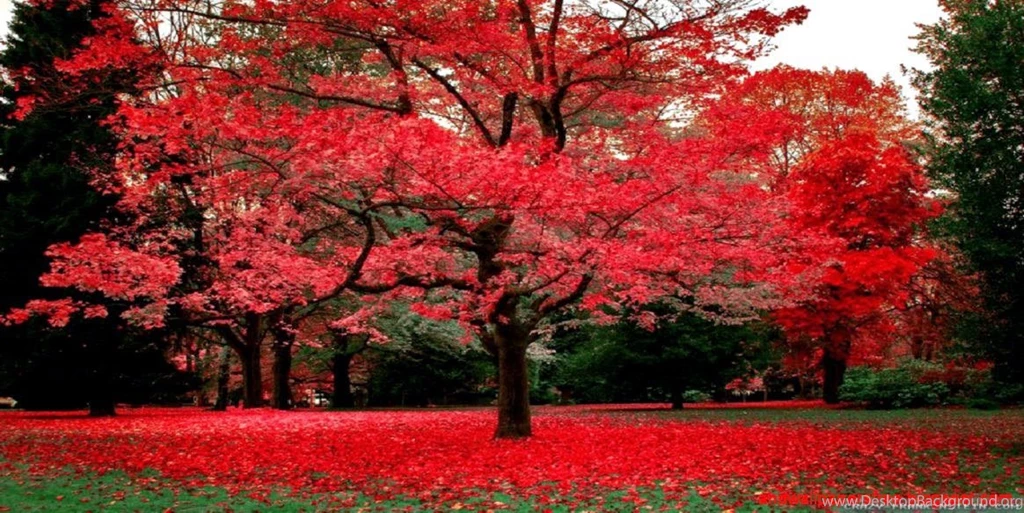Wallpapers Image Description For Beautiful Fall Scenery