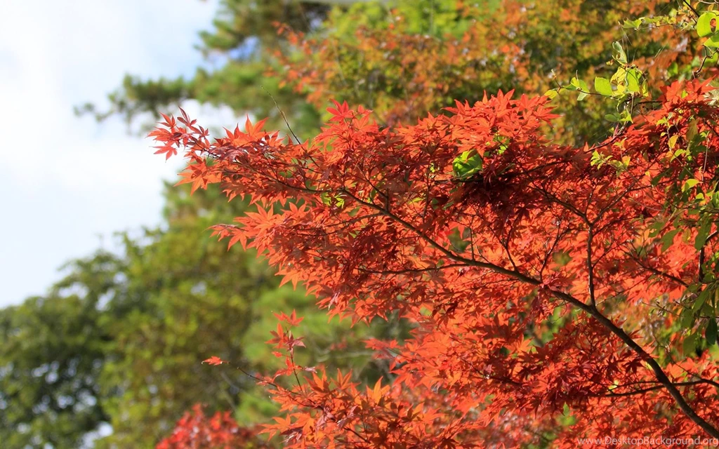 Travel Japan Beautiful Fall Scenery In Rokkosan 1680x1050 NO.3 ...