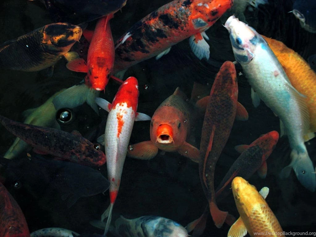 Koi Wallpapers And Backgrounds (1024 X 768) DeskPicture.com