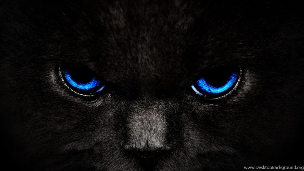HD Wallpapers » Black Cat Blue Eyes Wallpapers