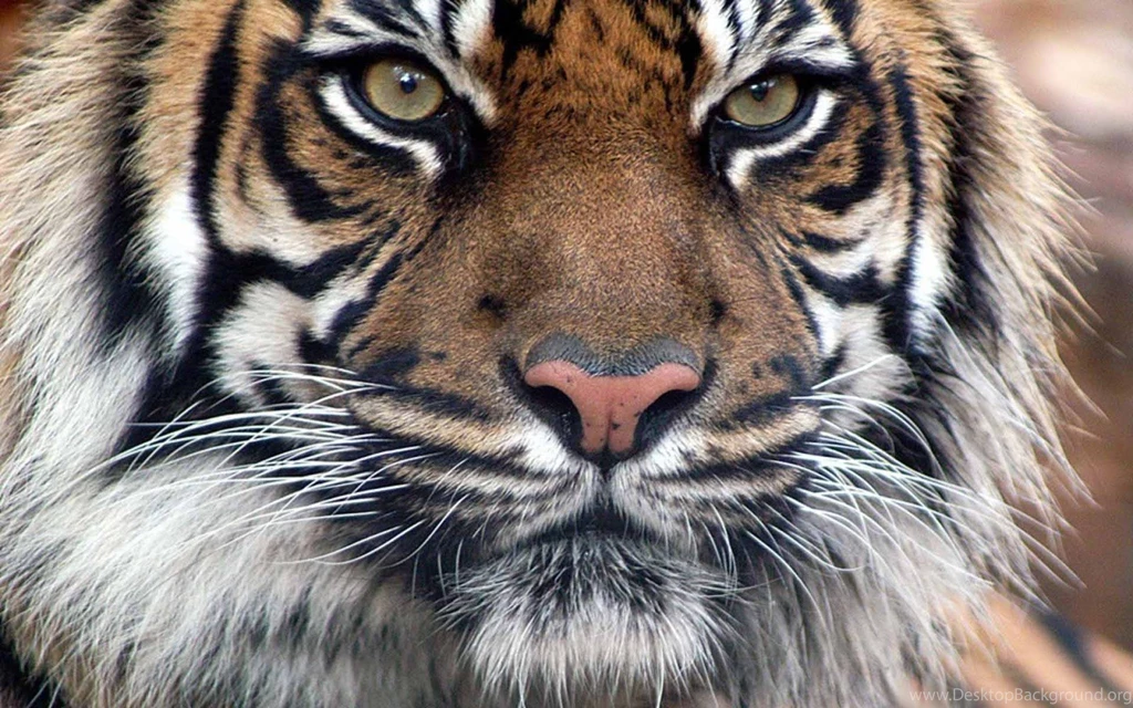 High Definition Tiger Wallpapers For Free Download