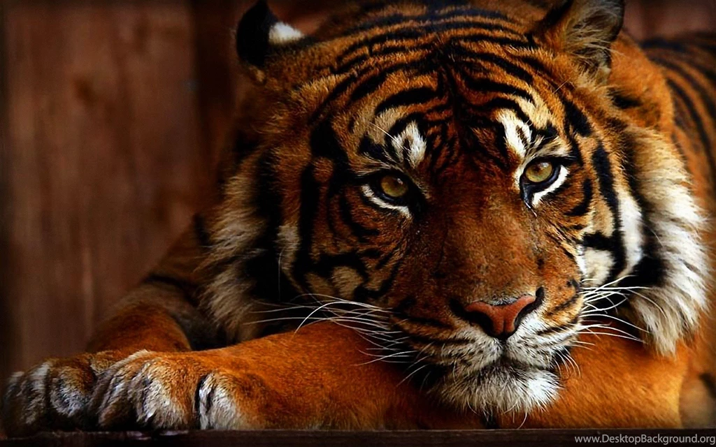Tiger Wallpapers Hd