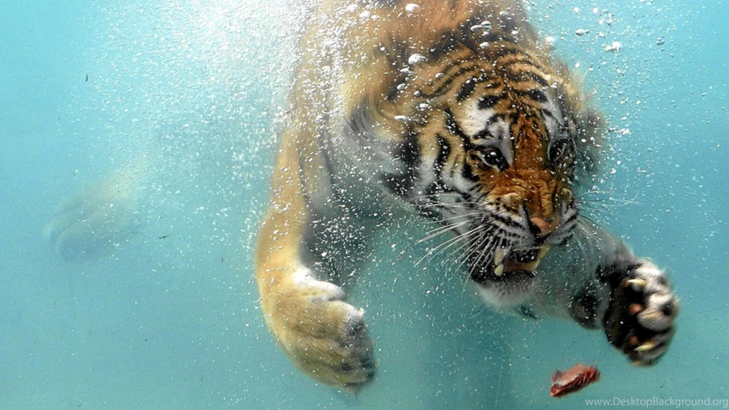 Tiger Full HD 1080p Wallpapers