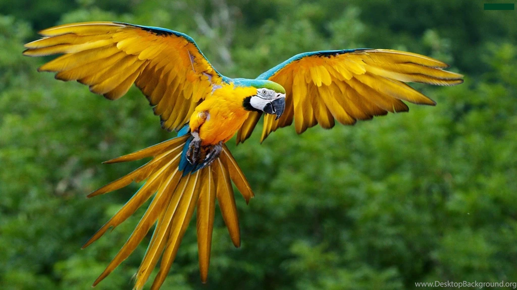 Yellow Parrot Birds Hd Wallpapers Cool Images Fullscreen