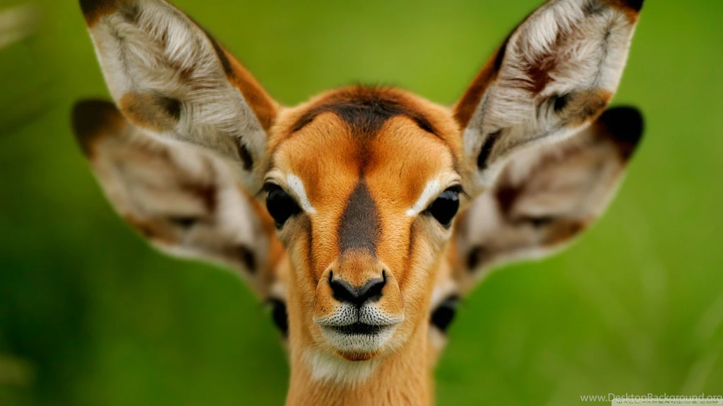Wild Animals HD Desktop Wallpapers : High Definition : Fullscreen ...