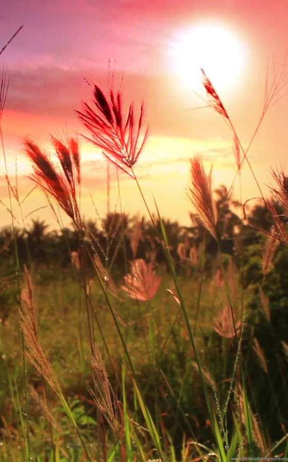 Sunset Live Wallpapers Android Apps On Google Play