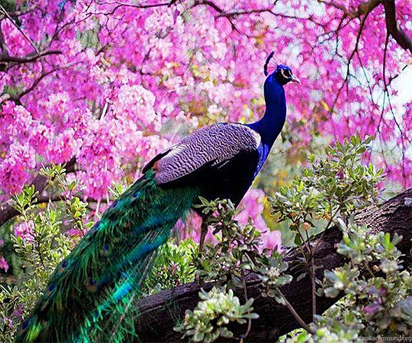 Peacock Live Wallpapers   Android Apps On Google Play