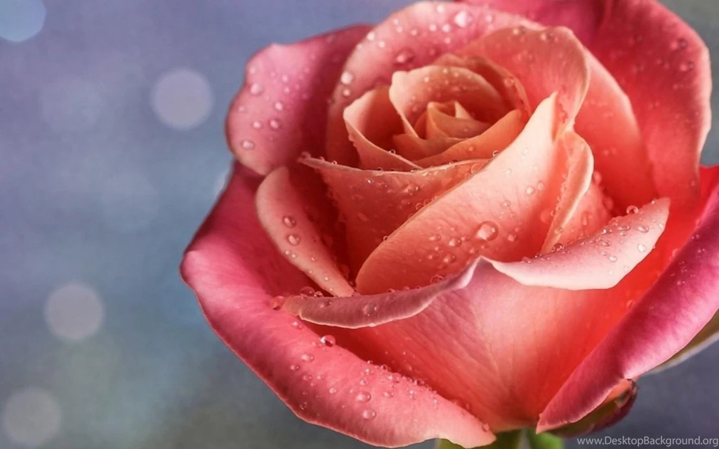 Pretty Rose (