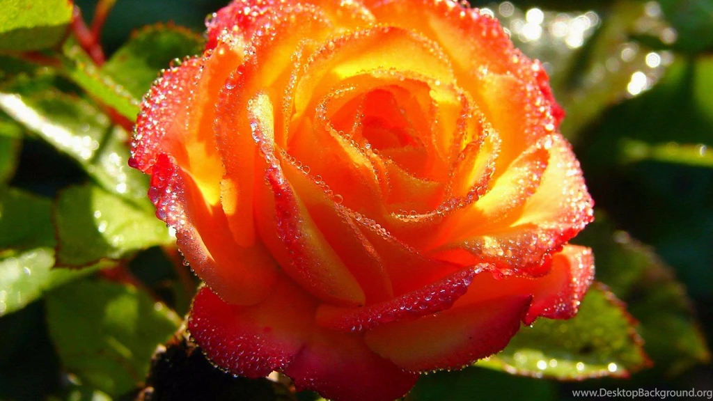 Pretty Rose (